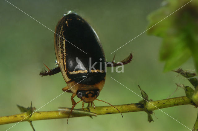 Hydaticus transversalis