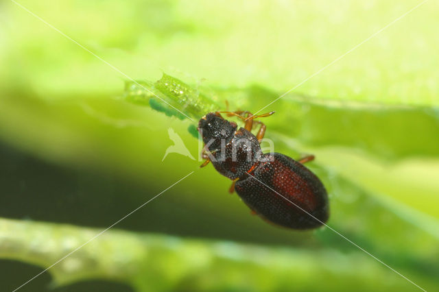 Hydraena cf. britteni