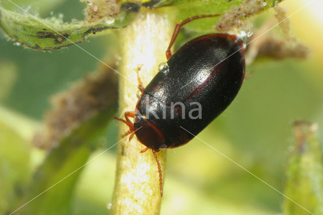 Hydroporus melanarius