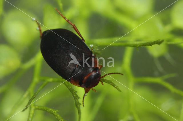 Hydroporus memnonius