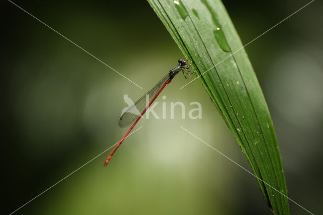 Inpabasis hubelli