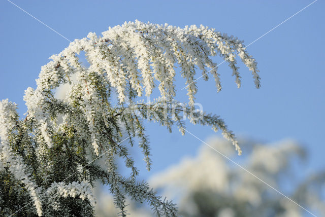 Jeneverbes (Juniperus communis)