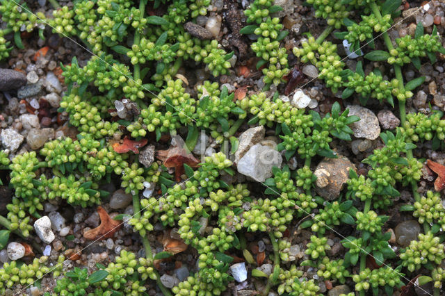 Kaal breukkruid (Herniaria glabra)