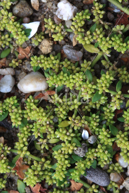 Kaal breukkruid (Herniaria glabra)