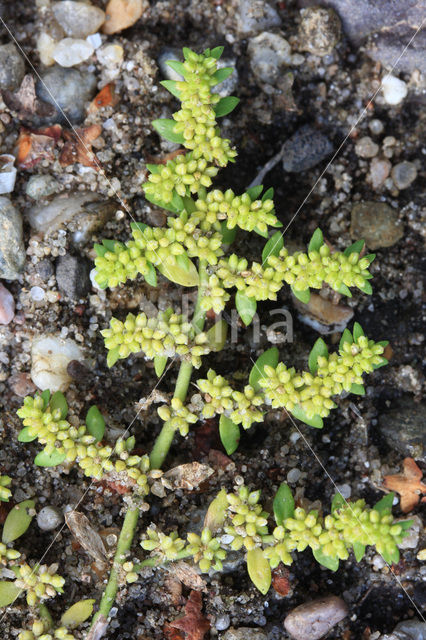 Smoother Rupture-wort (Herniaria glabra)