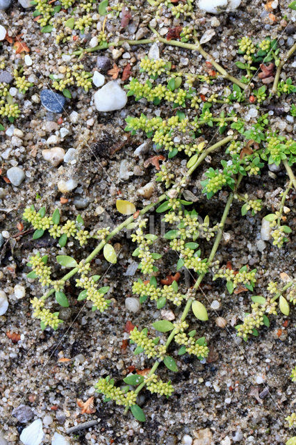 Kaal breukkruid (Herniaria glabra)