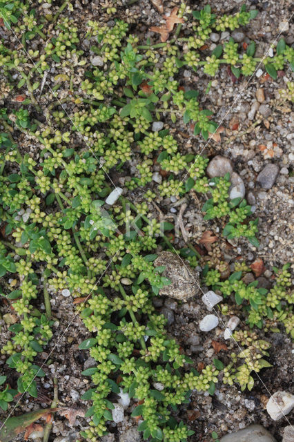 Kaal breukkruid (Herniaria glabra)