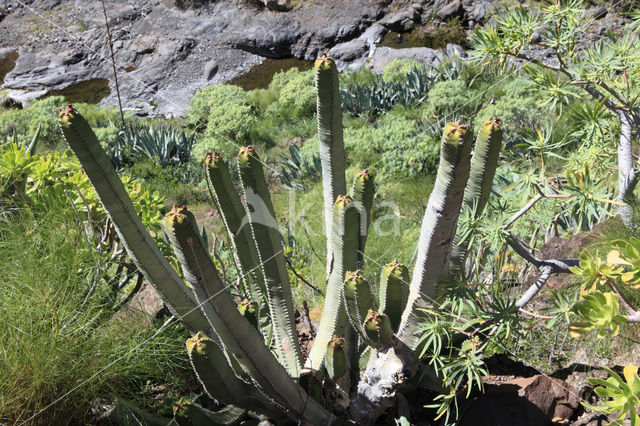 Canary Island Spurge (Euphorbia canariensis)