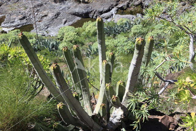 Kandelaarswolfsmelk (Euphorbia canariensis)