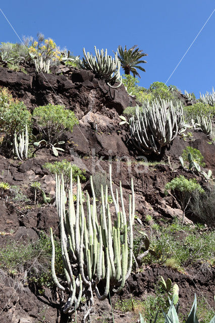 Canary Island Spurge (Euphorbia canariensis)