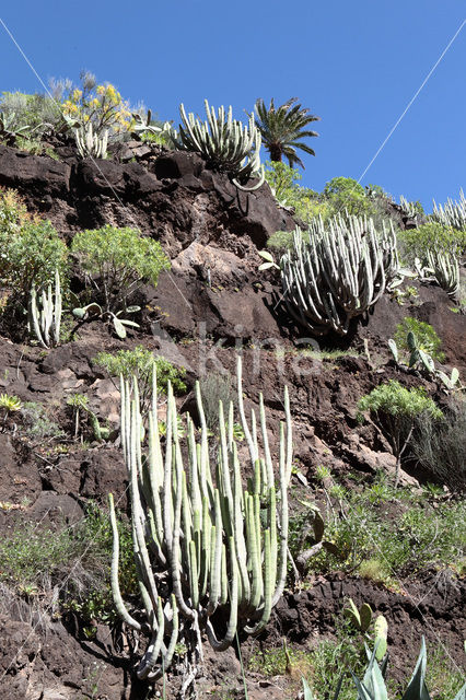 Kandelaarswolfsmelk (Euphorbia canariensis)