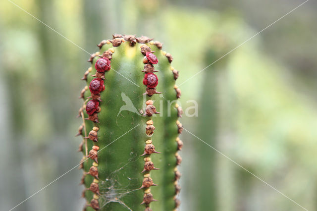 Canary Island Spurge (Euphorbia canariensis)