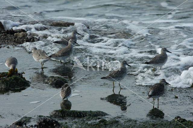 Kanoetstrandloper (Calidris canutus)