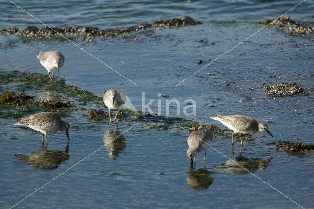 Kanoetstrandloper (Calidris canutus)