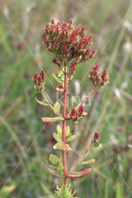 Kantig hertshooi (Hypericum dubium)