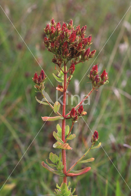 imperforate St John’s wort (Hypericum dubium)