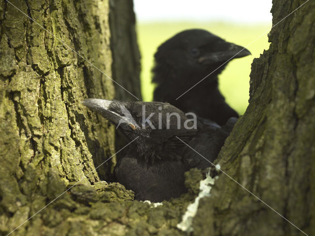 Kauw (Corvus monedula)