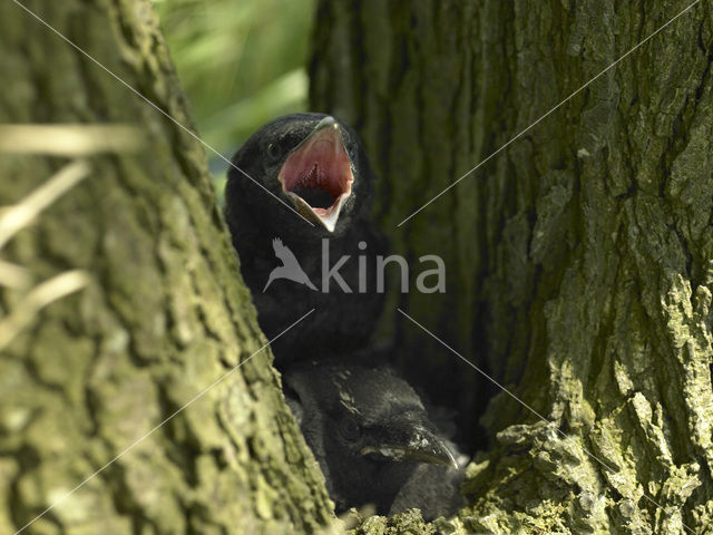 Eurasian Jackdaw (Corvus monedula)