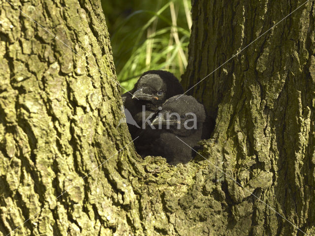 Eurasian Jackdaw (Corvus monedula)