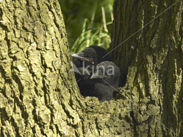 Eurasian Jackdaw (Corvus monedula)