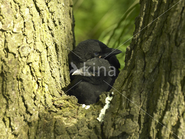 Eurasian Jackdaw (Corvus monedula)