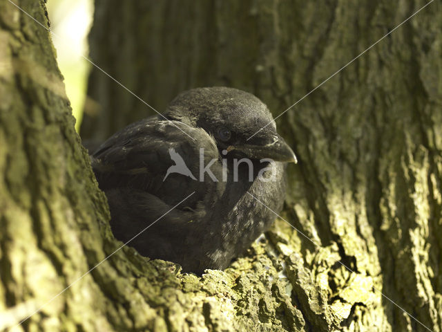 Kauw (Corvus monedula)