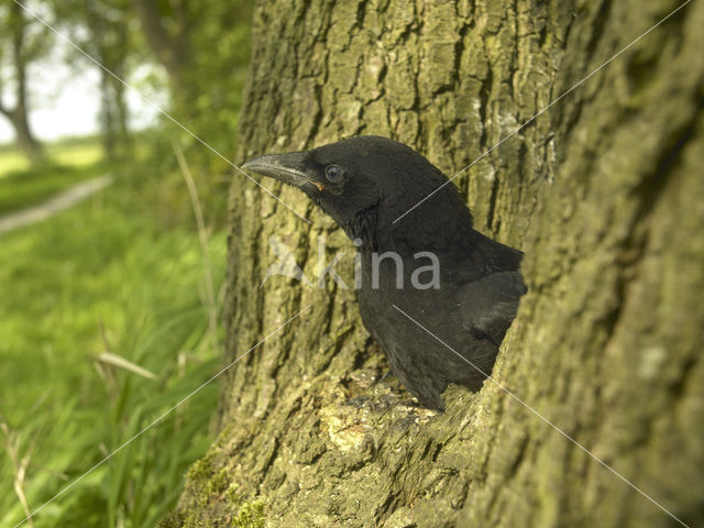 Eurasian Jackdaw (Corvus monedula)