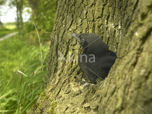 Eurasian Jackdaw (Corvus monedula)