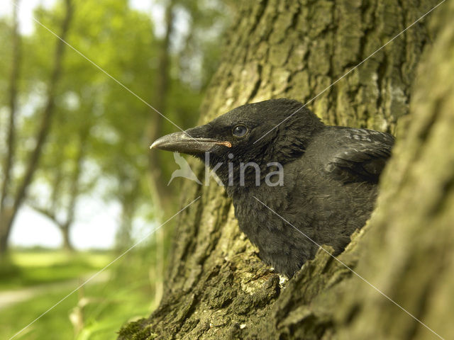 Eurasian Jackdaw (Corvus monedula)