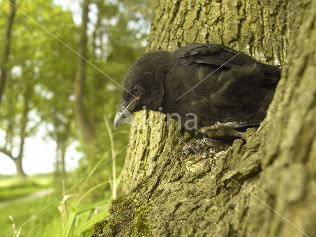 Eurasian Jackdaw (Corvus monedula)