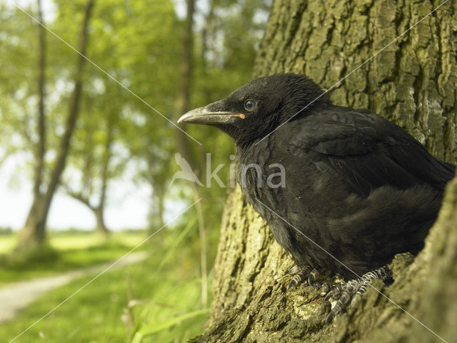 Eurasian Jackdaw (Corvus monedula)