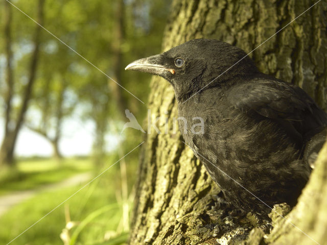 Eurasian Jackdaw (Corvus monedula)