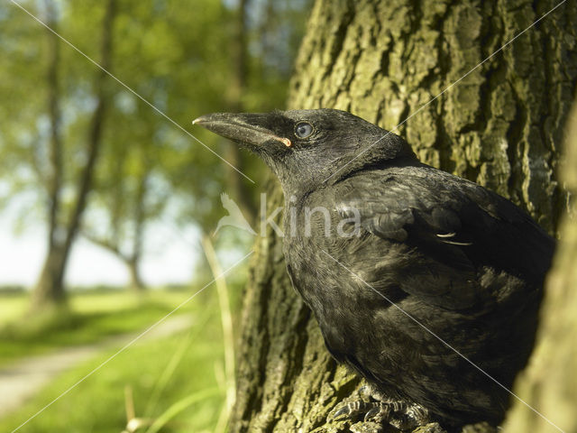 Eurasian Jackdaw (Corvus monedula)