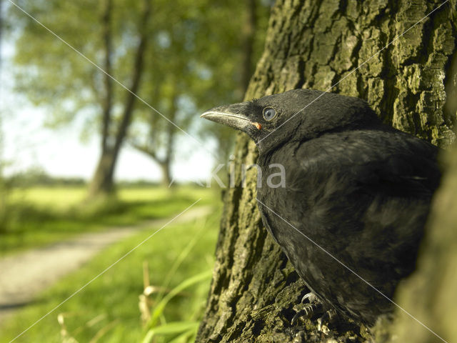 Eurasian Jackdaw (Corvus monedula)