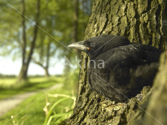 Eurasian Jackdaw (Corvus monedula)