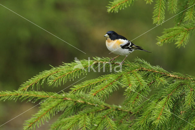 Brambling (Fringilla montifringilla)