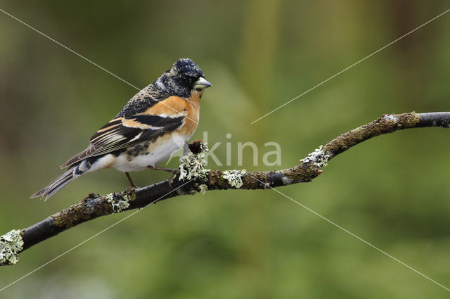 Brambling (Fringilla montifringilla)