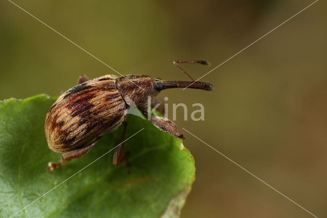 cherry seed weevil (Furcipus rectirostris)