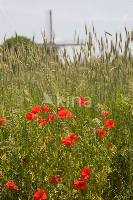 Poppy (Papaver spec.)