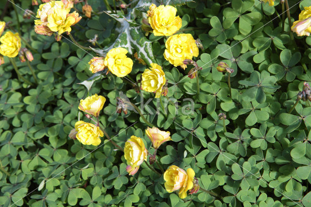 clover (Trifolium spec)