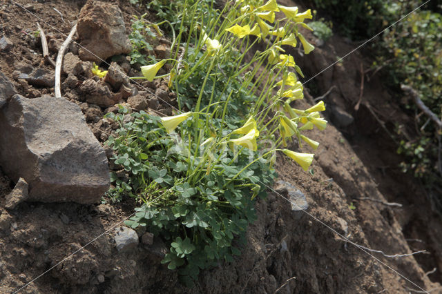 klaver (Trifolium spec)