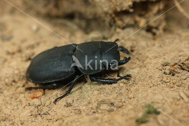 Small Stag Beetle (Dorcus parallelipipedus)