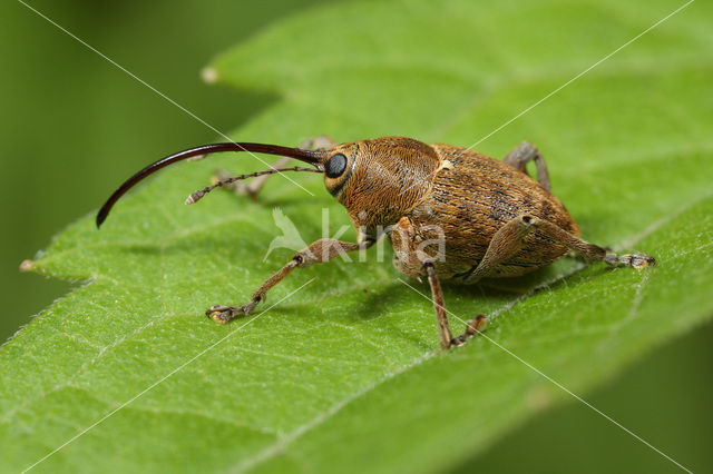 Kleine eikelboorder (Curculio glandium)