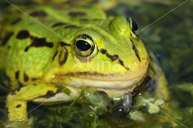 Kleine groene kikker