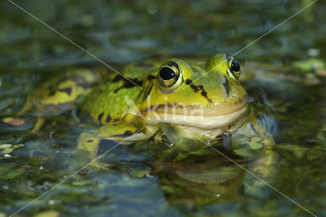 Kleine groene kikker