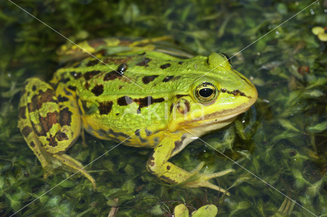 Kleine groene kikker