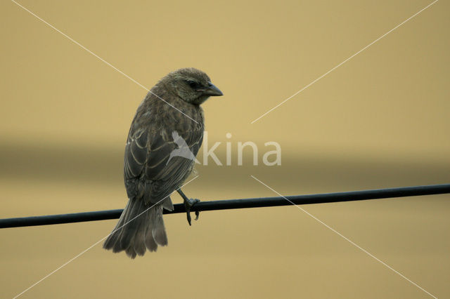 Shiny Cowbird (Molothrus bonariensis)