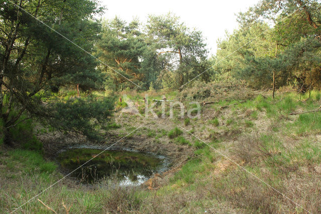 Kleine Oisterwijkse Heide