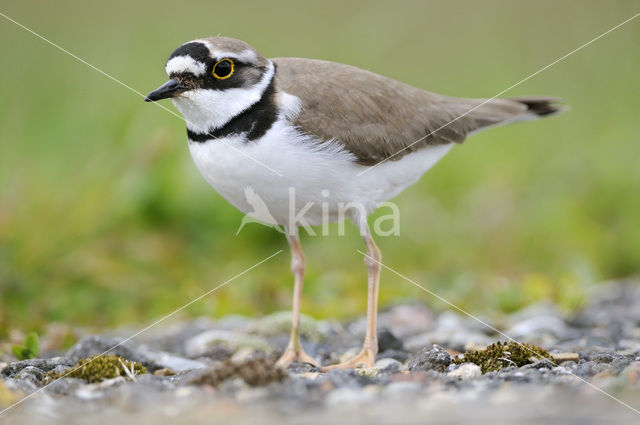 Little Ringed Plover (Charadrius dubius)