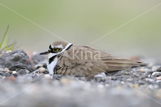 Kleine Plevier (Charadrius dubius)